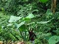 2013-1126_1110_St_Rose_Grenada_29C (2)